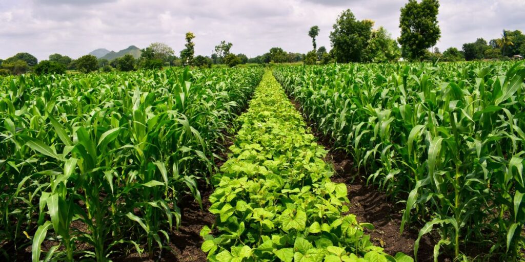 Αμειψισπορά