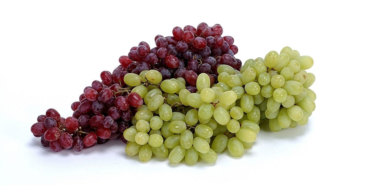 σταφυλοθεραπεια