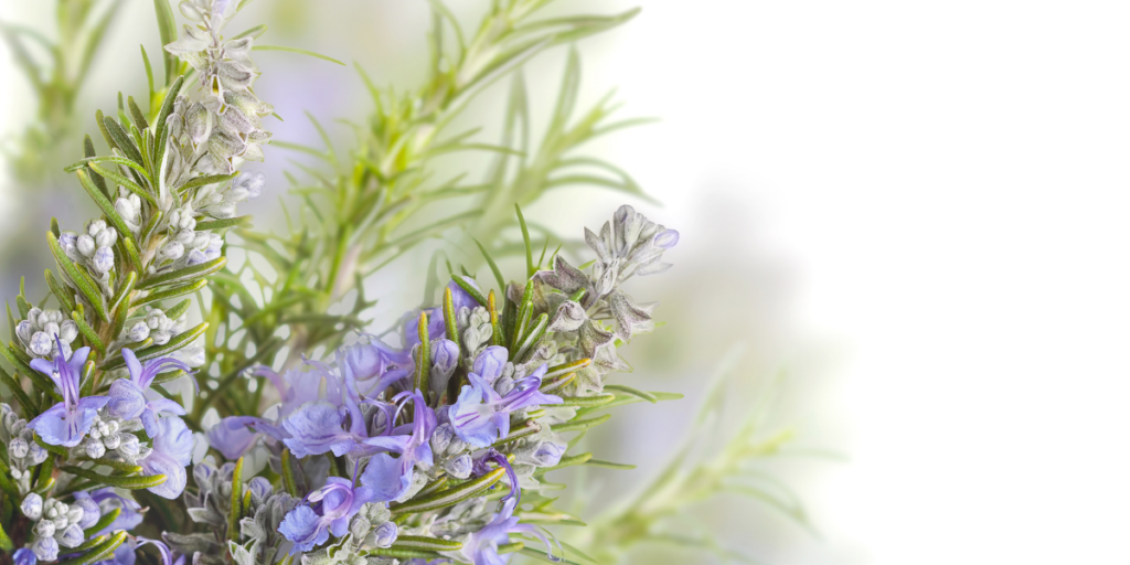 rosemary